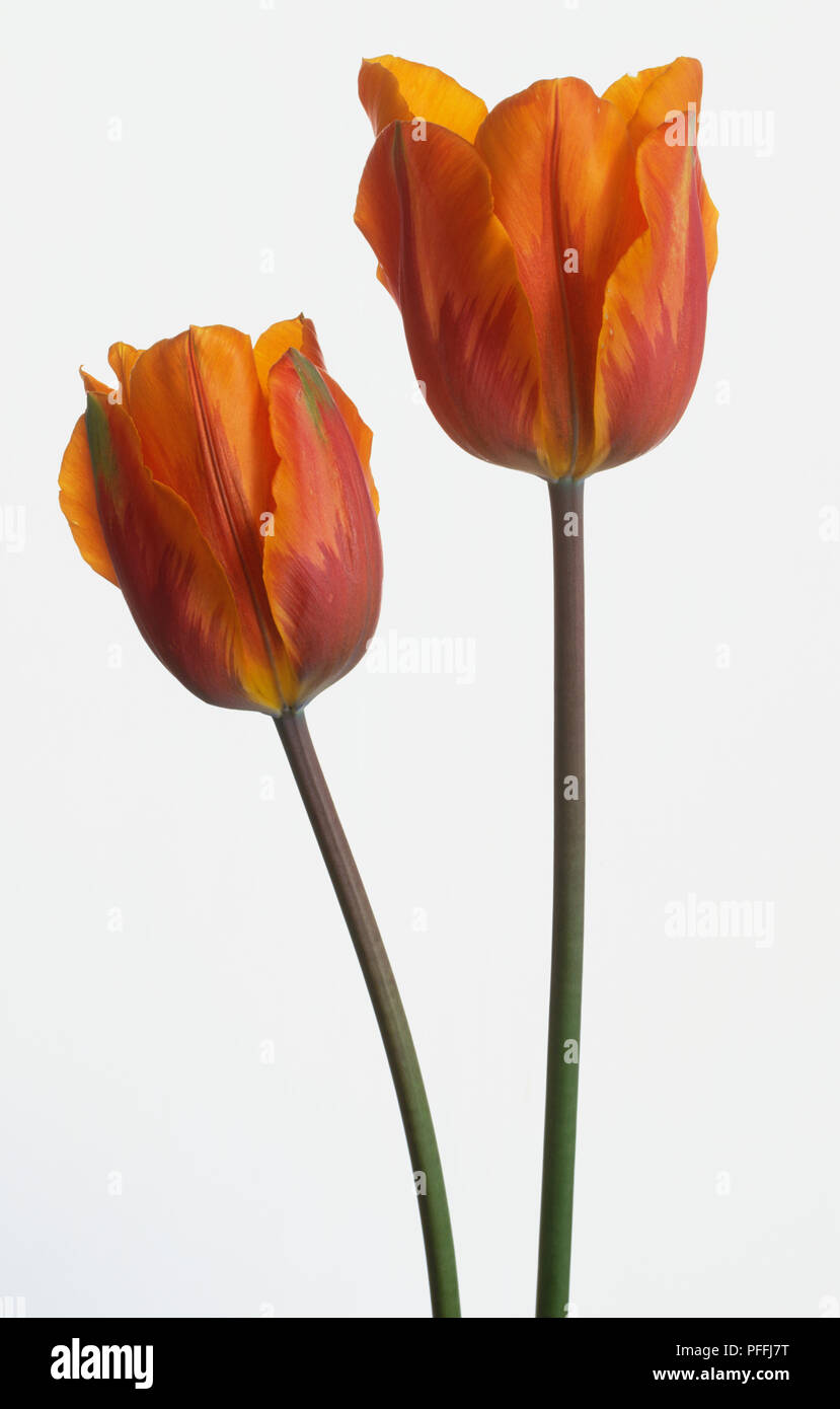 Close-up of orange flowers with markings of purple and hints of green streaks of the tulip Tulipa 'Prinses Irene'. Stock Photo