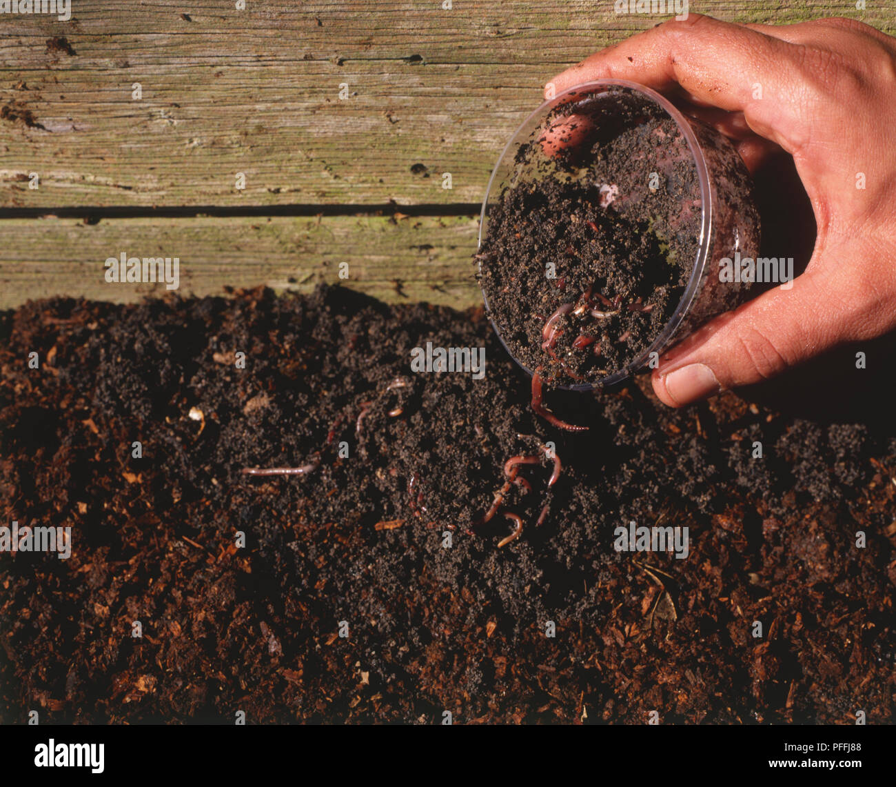 Close-up of a man's hand tipping brandling worms from a container into the soil of a compost bin. Stock Photo