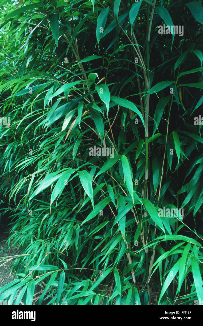 Detail of Pseudosasa japonica, syn. Arundinaria japonica, Arrow bamboo, Metake, an evergreen, clump-forming bamboo. Stock Photo
