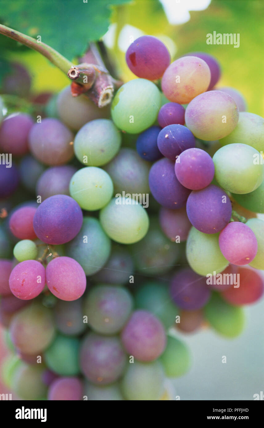 Vitis sp., multicoloured Grape cluster, close up. Stock Photo