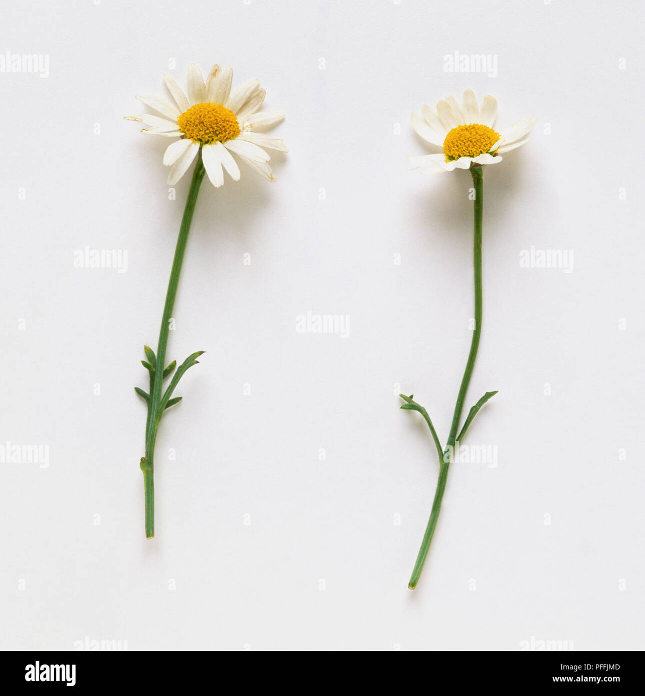 Bellis perennis, Daisy, two single flowers. Stock Photo
