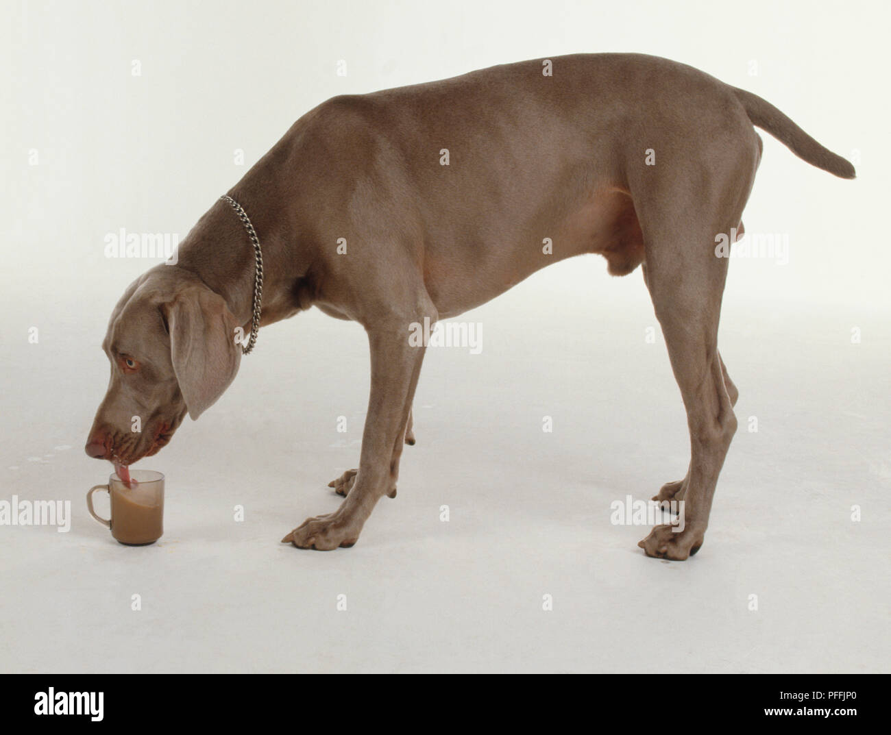 Side view of a Weimaraner Dog lapping a cup of tea. Stock Photo