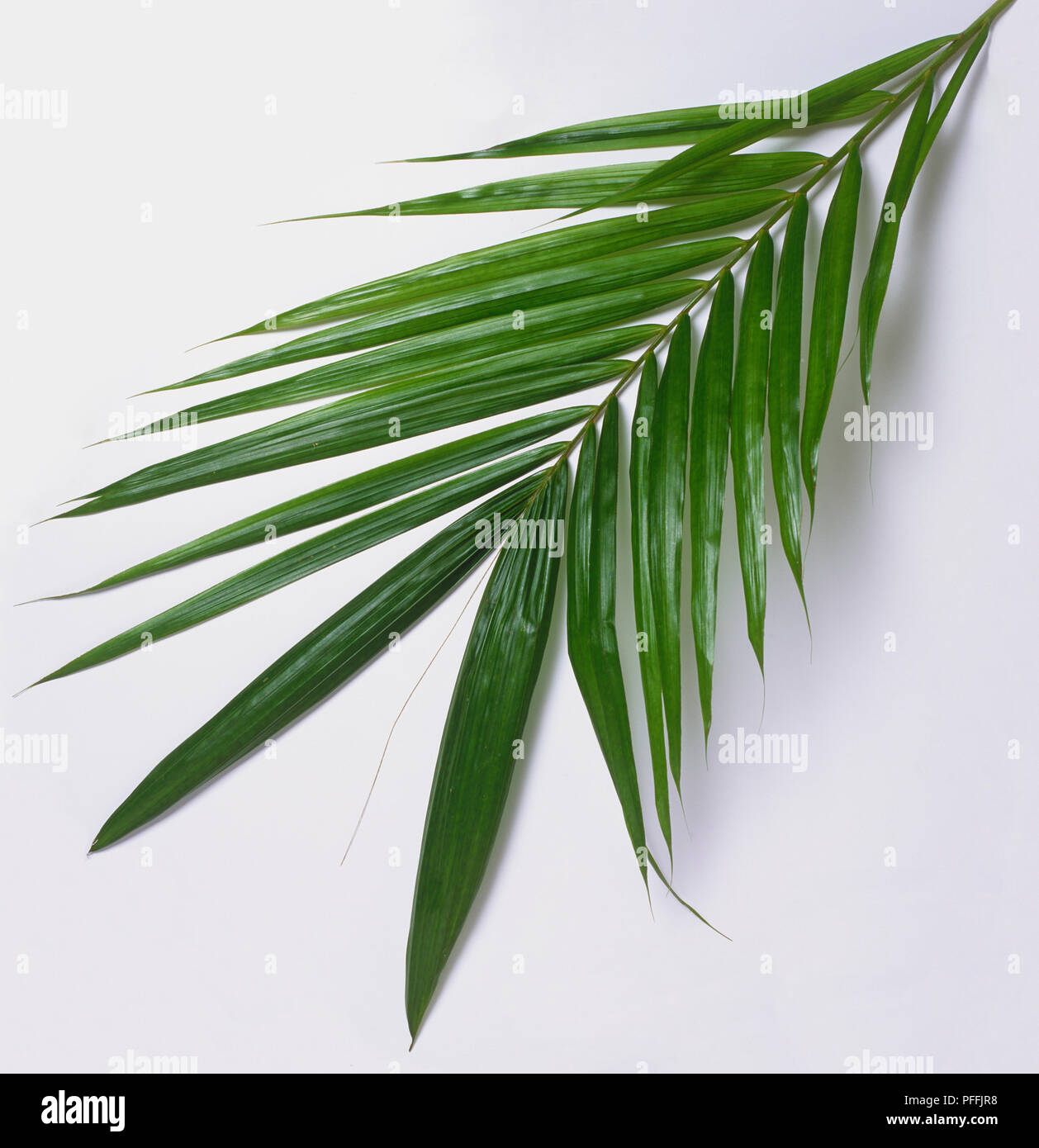 Elaeis guineensis, African Oil Palm leaf. Stock Photo