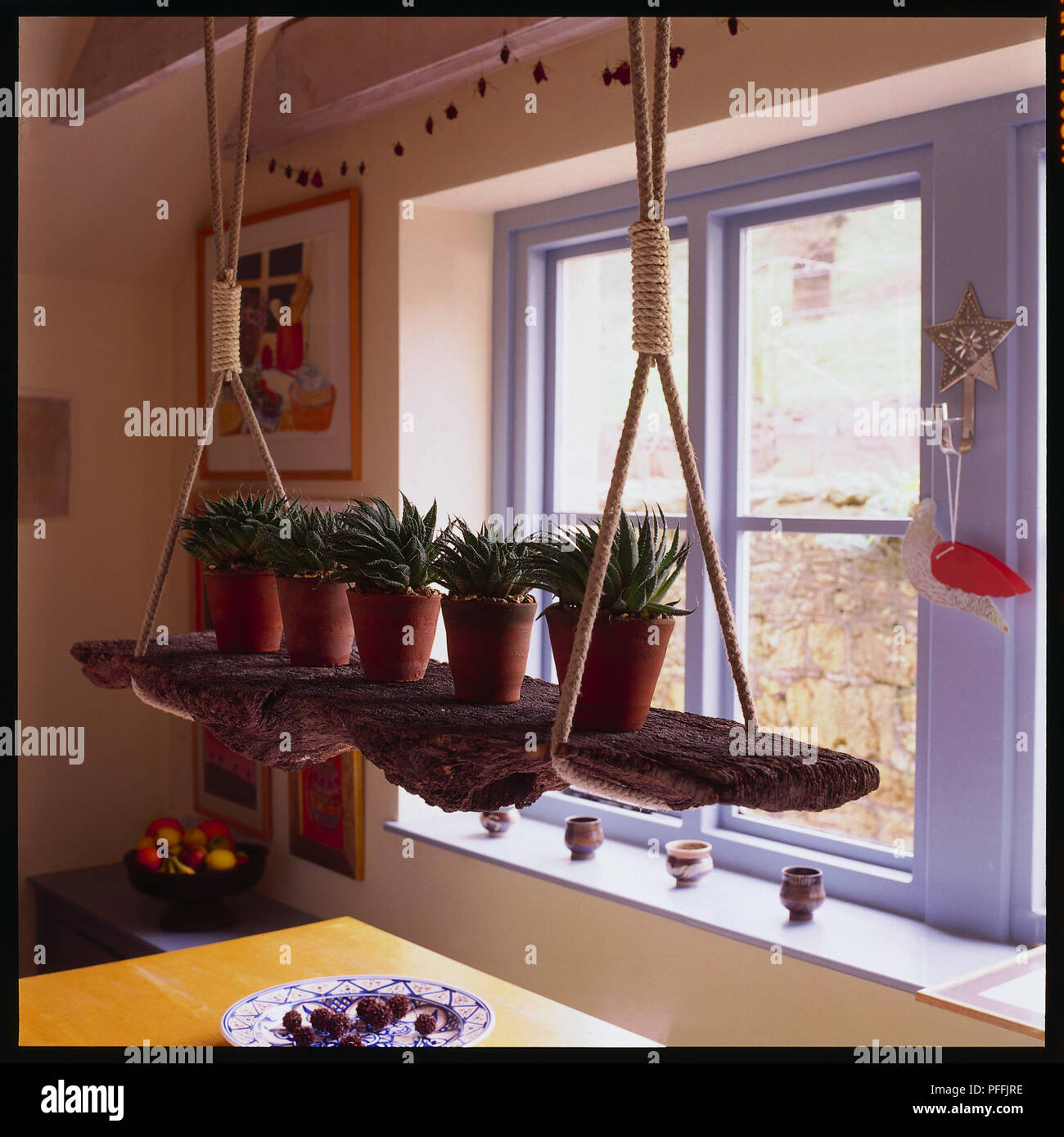 Cactus plants on a shelf hung by ropes from the ceiling, beside a window  Stock Photo - Alamy