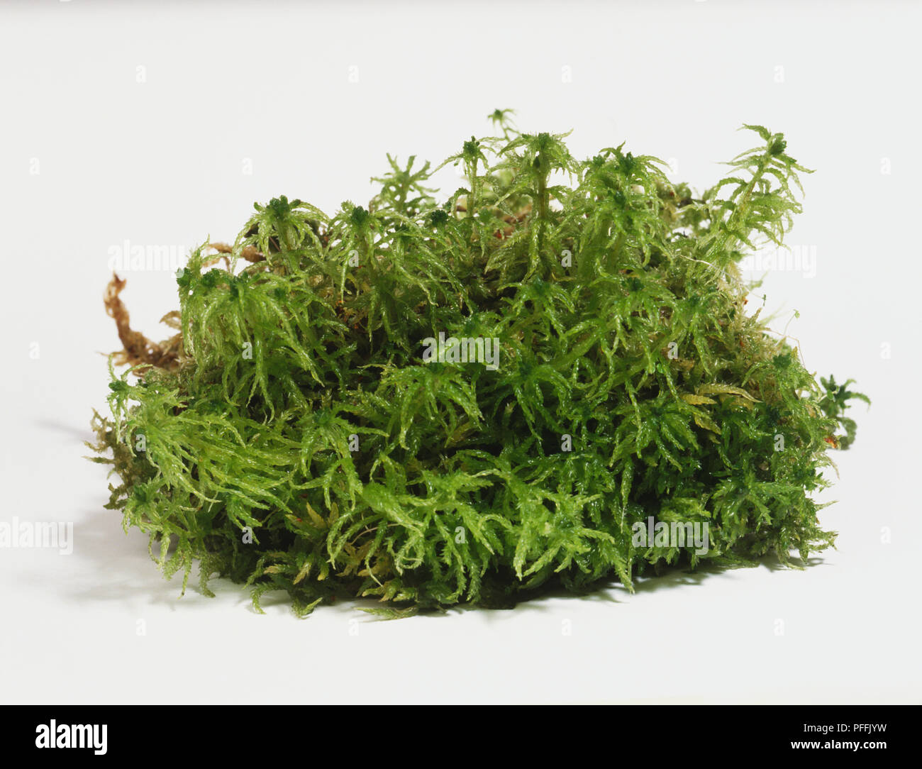 Sphagnum, clump of green moss. Stock Photo