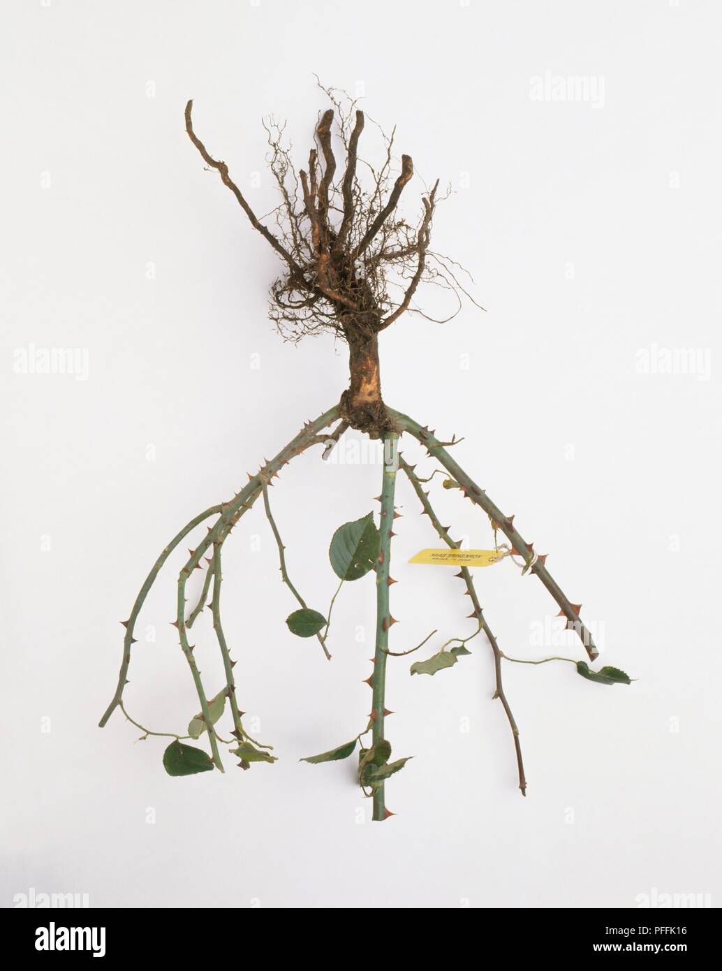 Bush rose showing healthy shoots and good network of fibrous roots Stock Photo