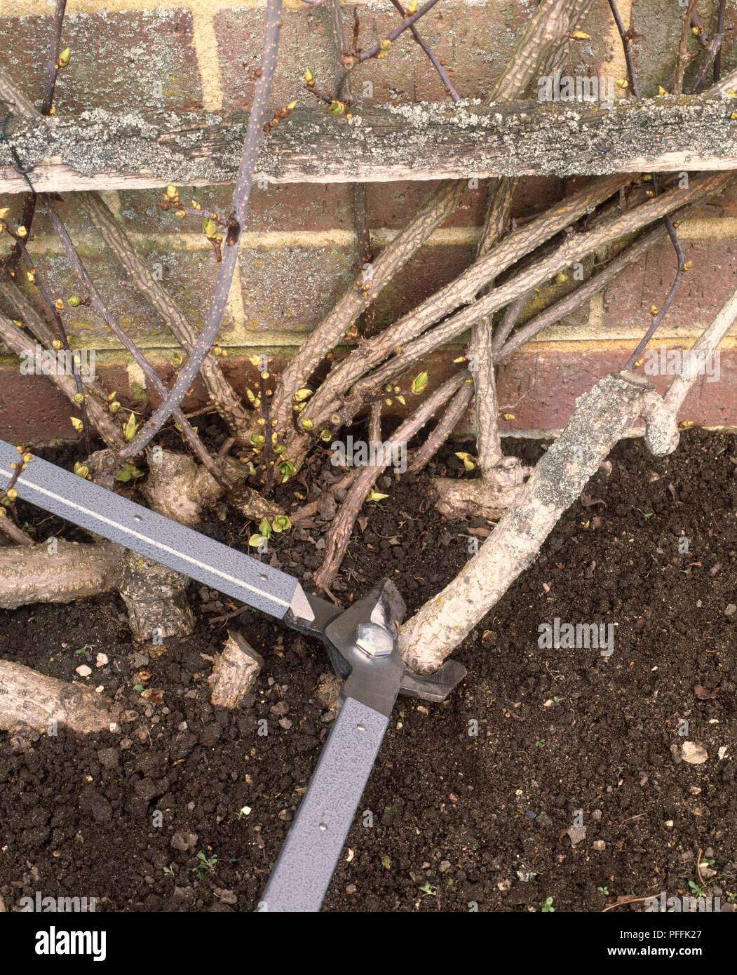 Using loppers to remove dead wood from base of stem of climbing plant Stock Photo