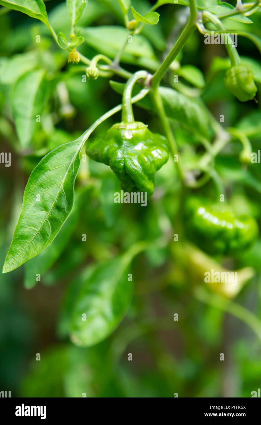 Red Scotch Bonnet chilli plant growing in garden pot still green as ripens on the plants . Used for cooking with a habanero flavour Stock Photo