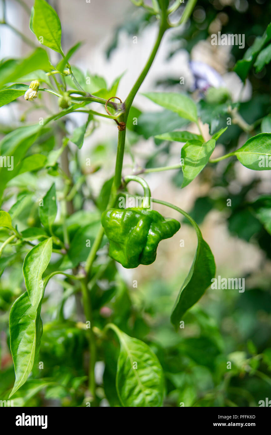 Red Scotch Bonnet chilli plant growing in garden pot still green as ripens on the plants . Used for cooking with a habanero flavour Stock Photo