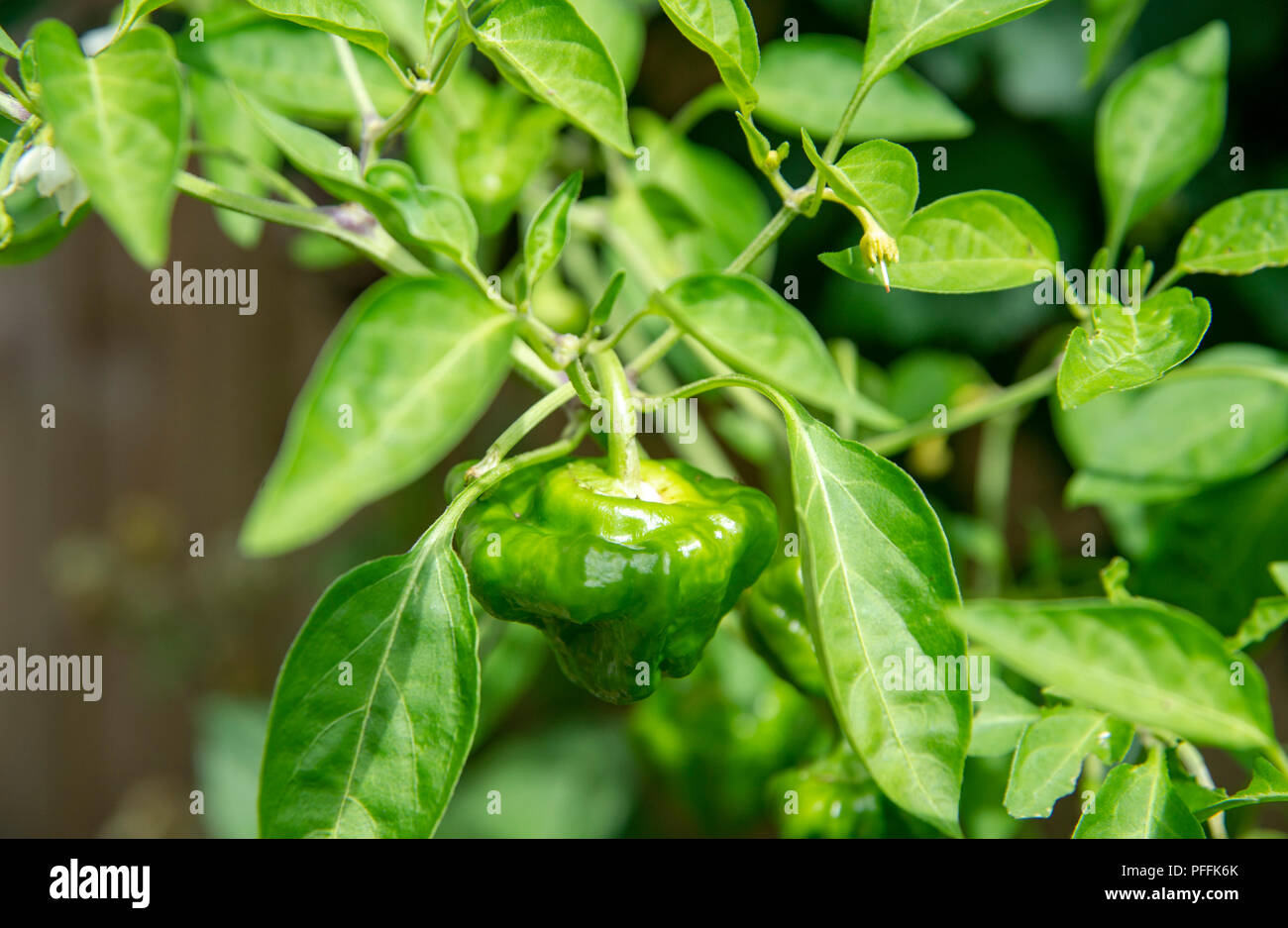 Red Scotch Bonnet chilli plant growing in garden pot still green as ripens on the plants . Used for cooking with a habanero flavour Stock Photo