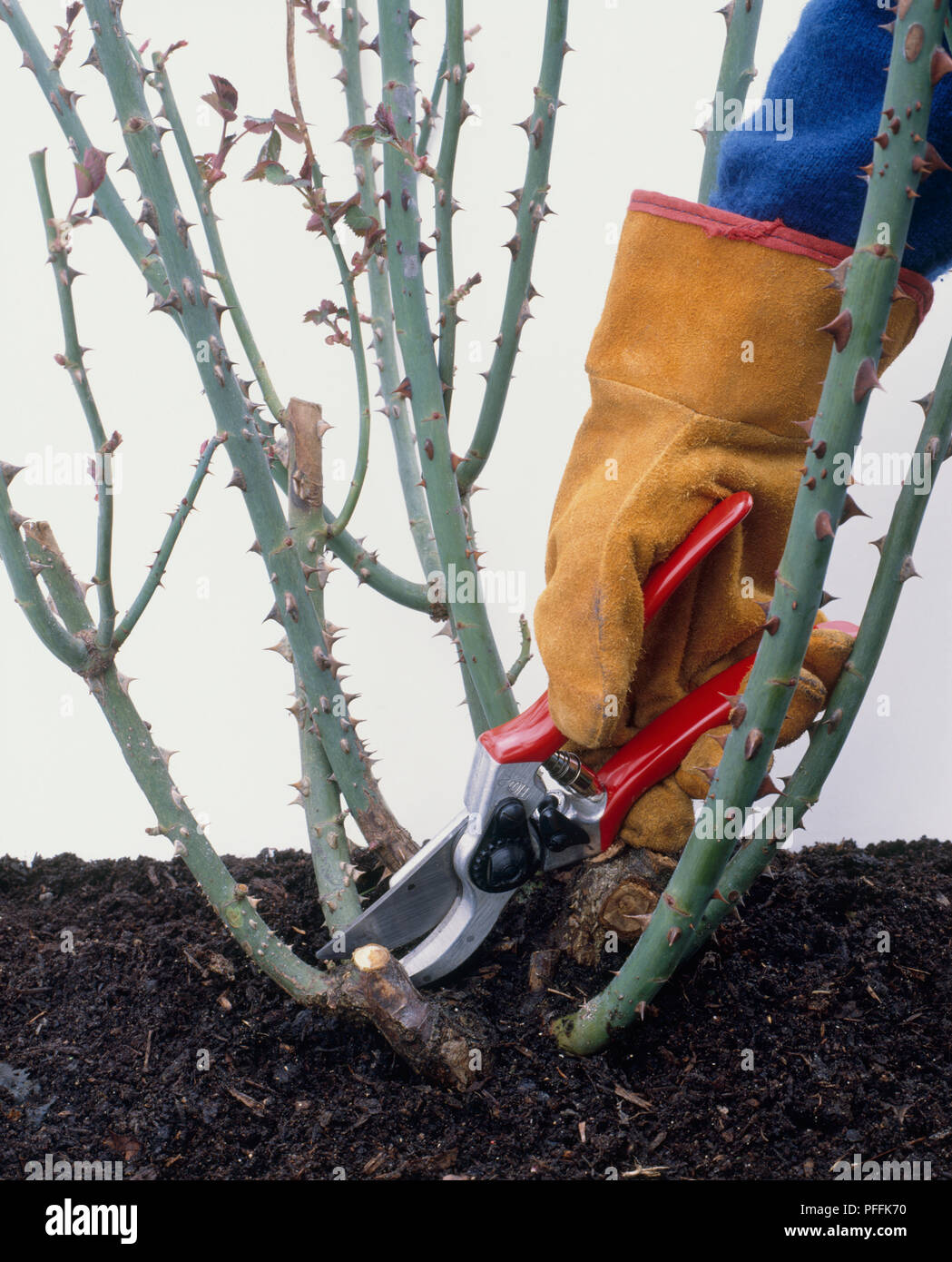 Hand holding a secateurs hi-res stock photography and images - Alamy