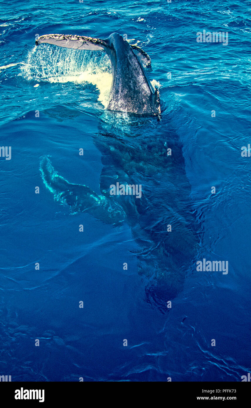 Australia Queensland  -Whale Watching Hervey Bay Stock Photo