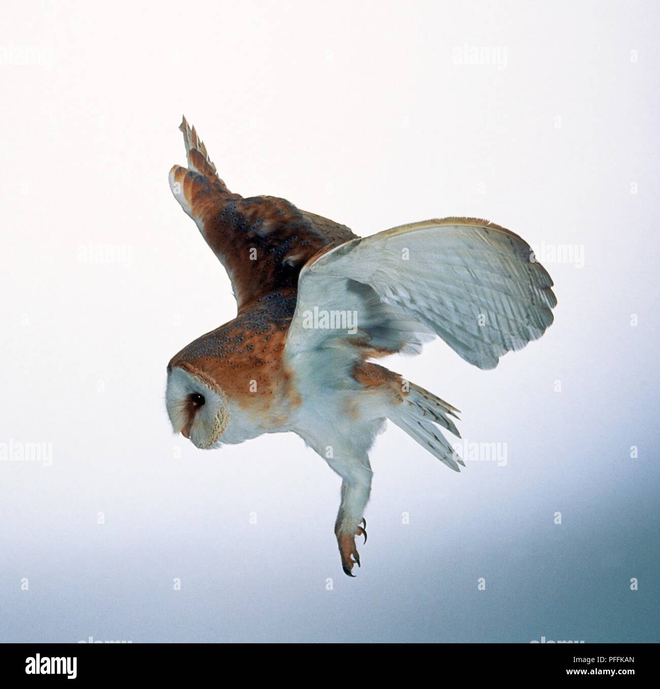 Barn Owl Tyto Alba In Mid Flight Before Landing Side View Stock