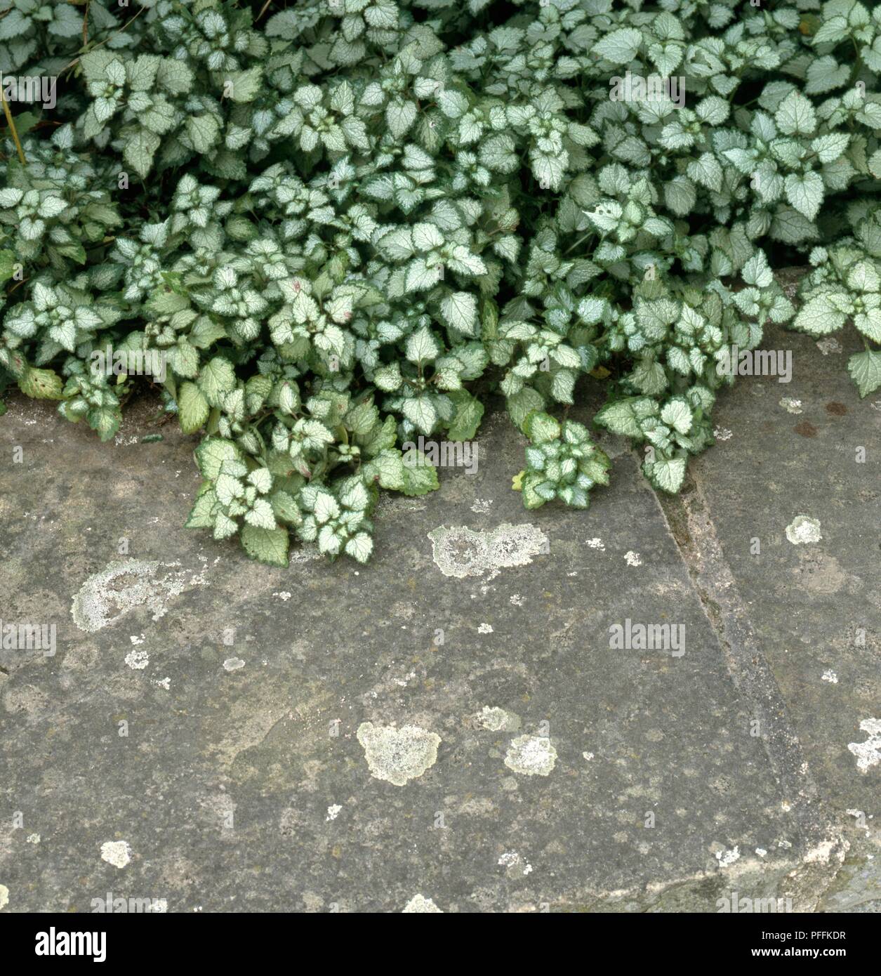 Lamium maculatum 'Beacon Silver' growing over garden path Stock Photo