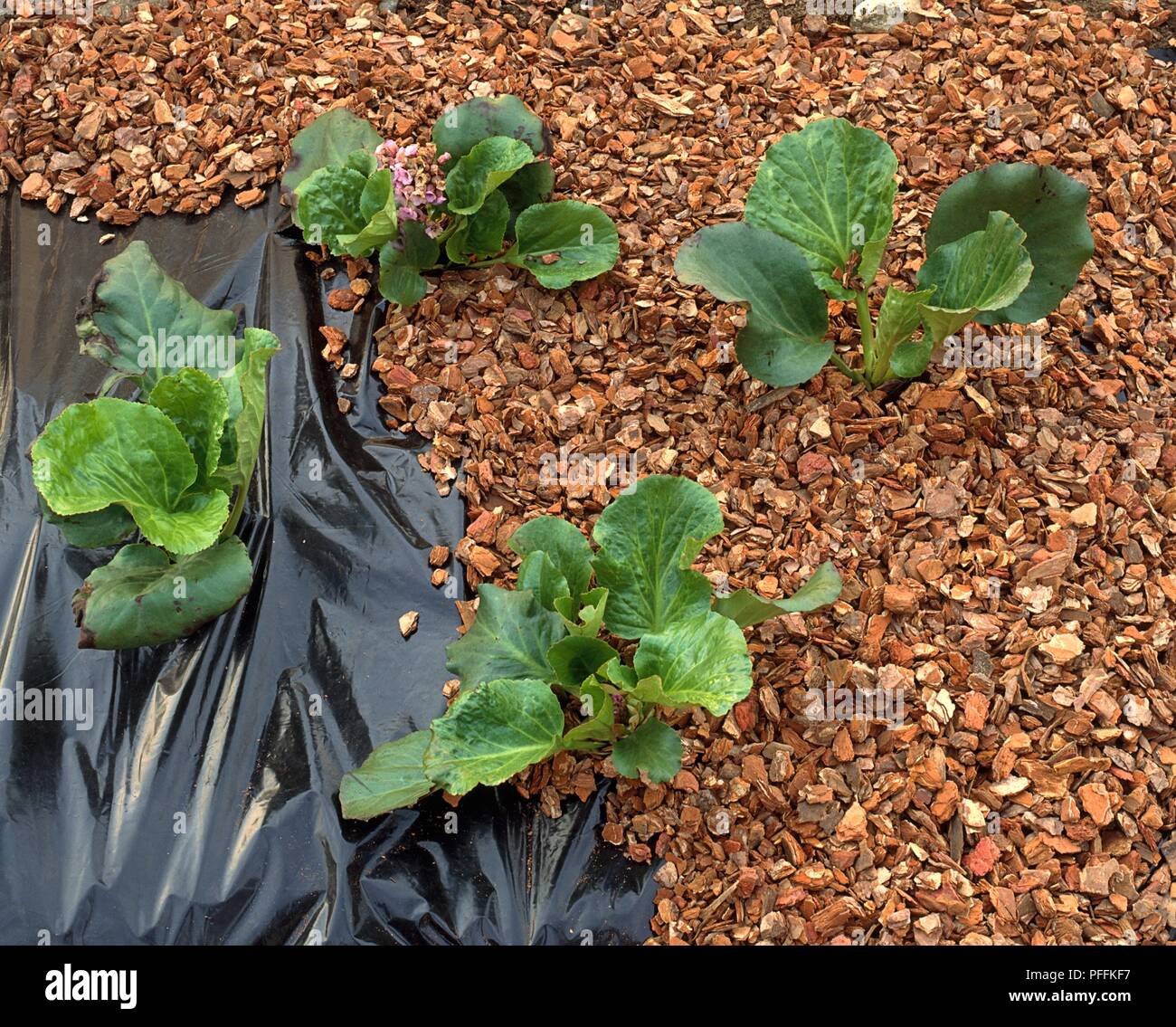 Bergenias planted through black plastic sheeting which is then covered in mulch Stock Photo