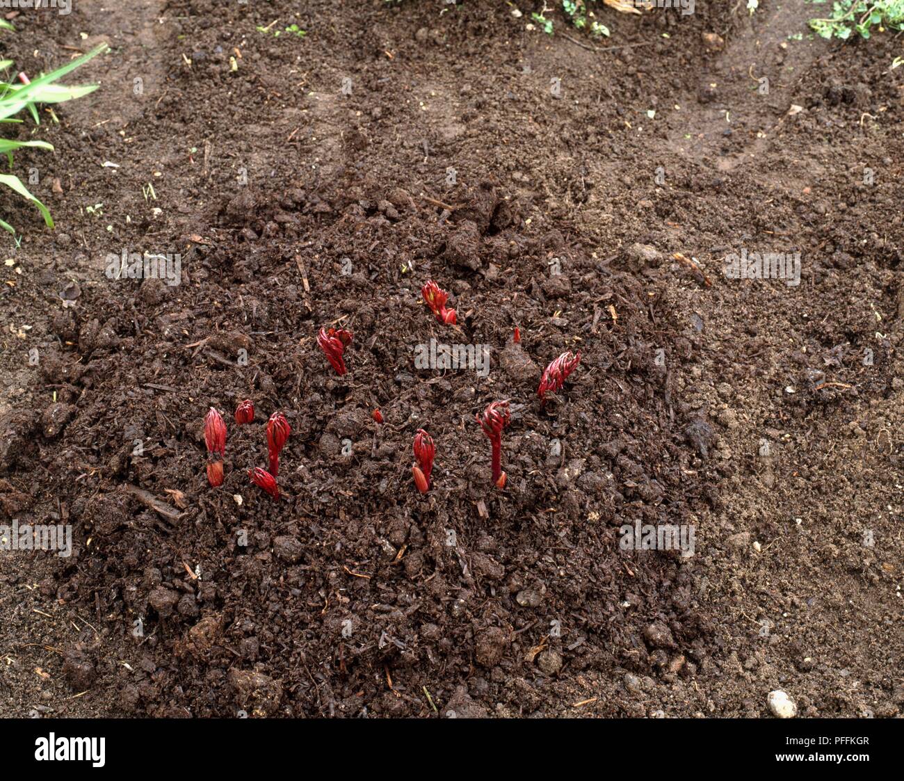 Peony shoots emerging from bed of mulch Stock Photo Alamy