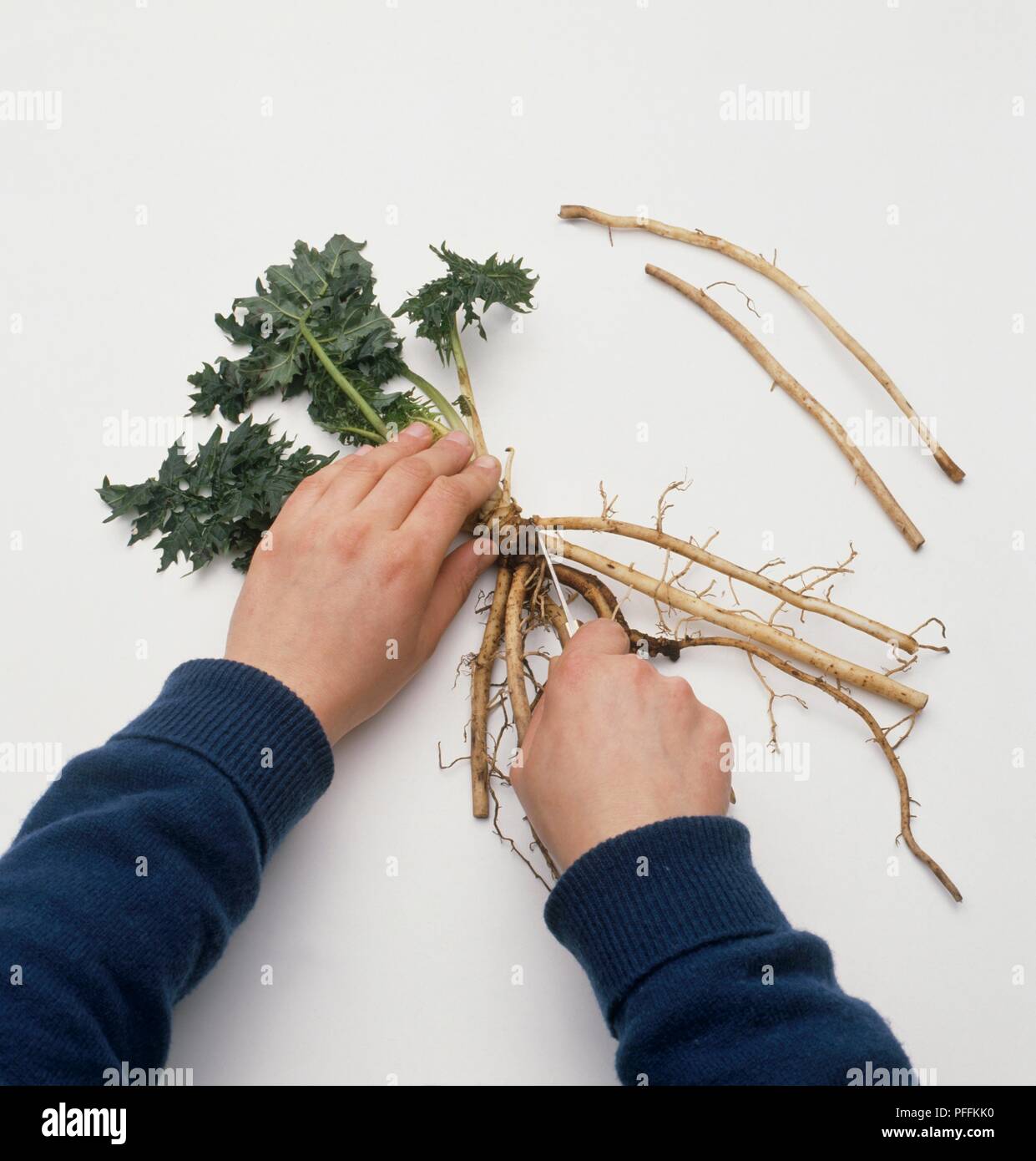 Cutting off roots from Acanthus, close to crown, to create cuttings