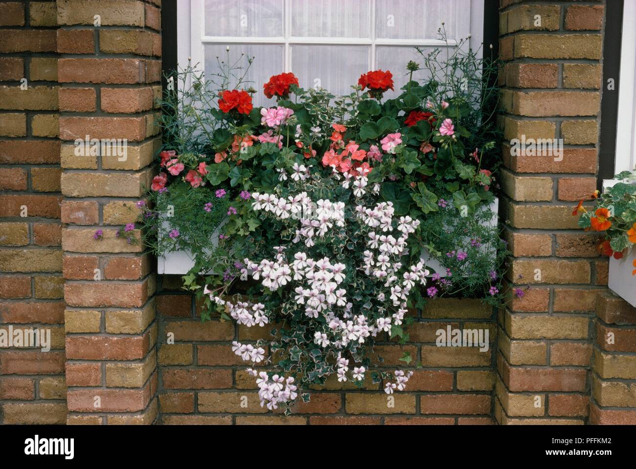 Window box containing Pelargonium peltatum (Ivyleaved pelargonium) and