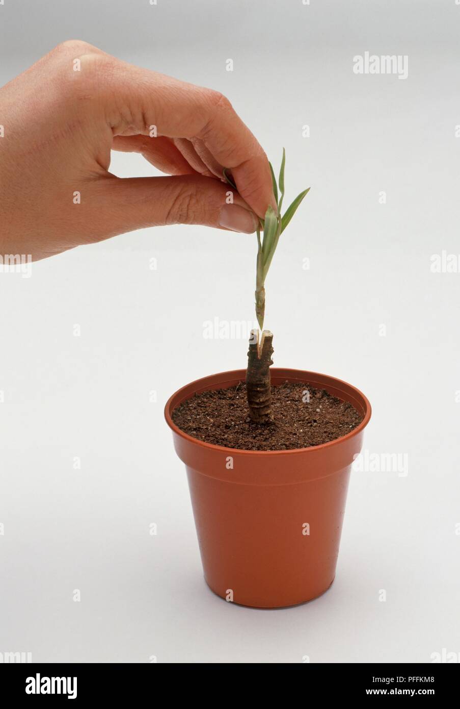 Inserting Cutting From Gypsophila Paniculata Baby S Breath Into Rootstock In Pot Propagation By Grafting Close Up Stock Photo Alamy