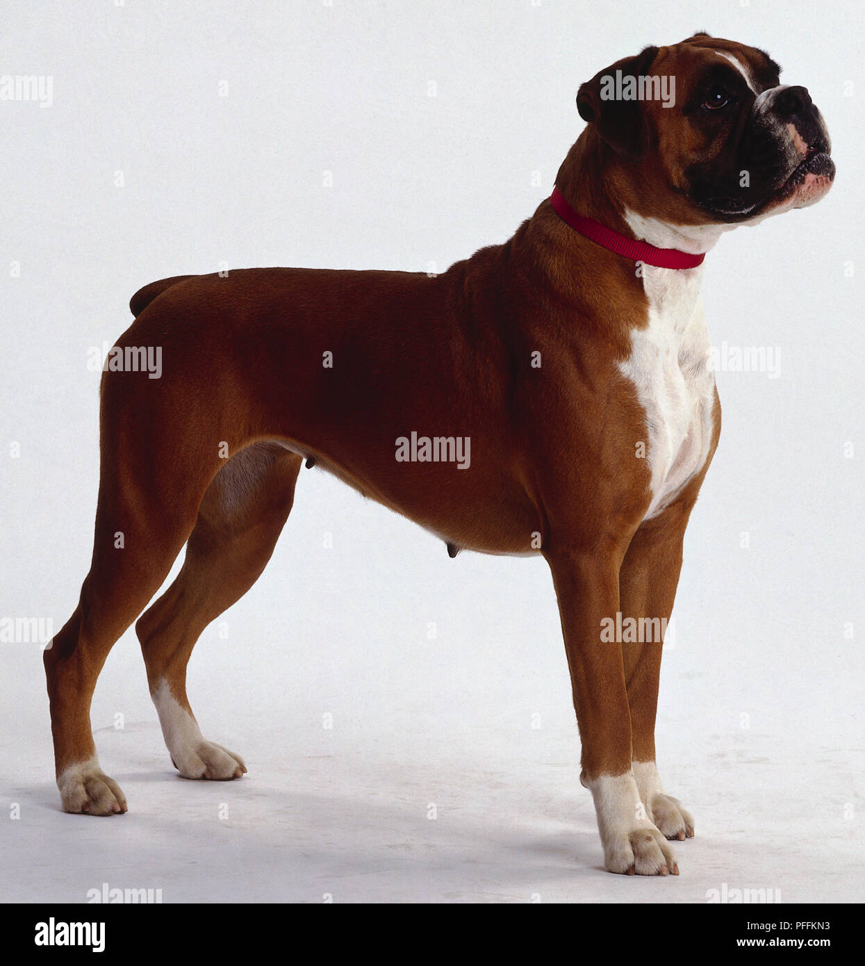 Side view of Boxer dog Stock Photo - Alamy