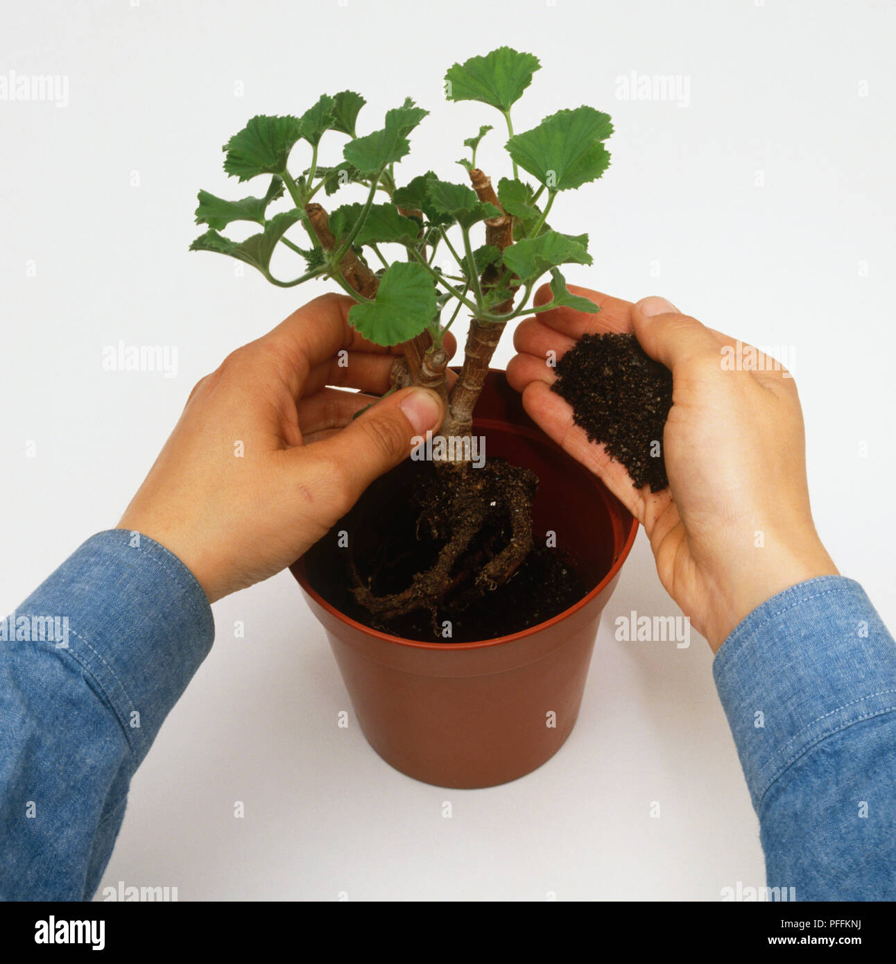 Adding soil to container hires stock photography and images Alamy