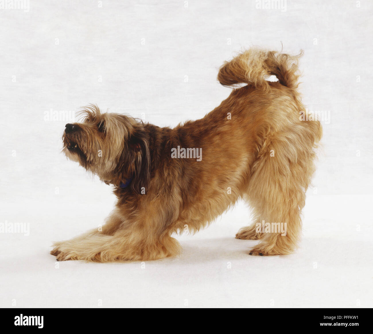 Dog rear end hires stock photography and images Alamy