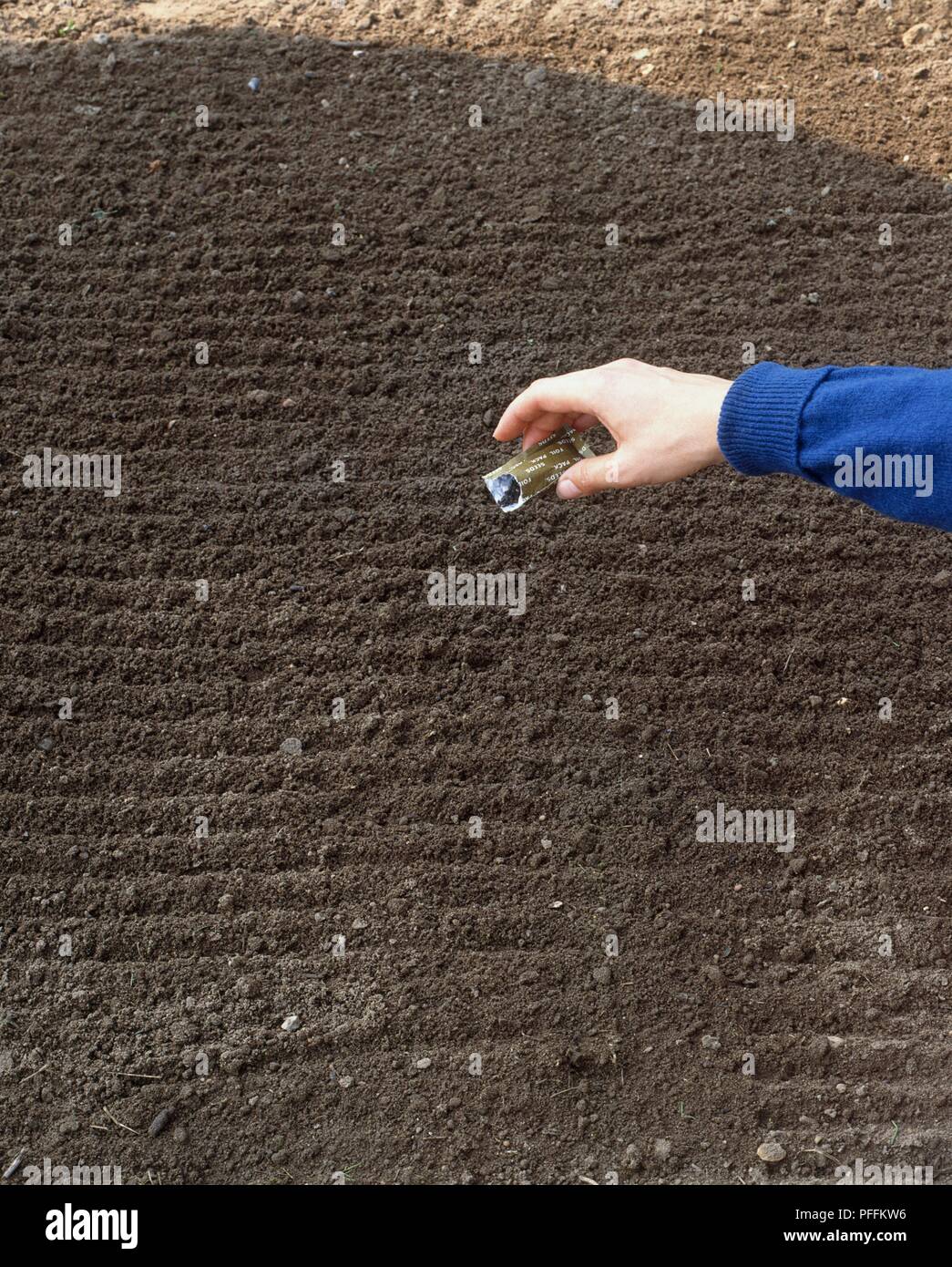 Scattering seeds from packet over raked soil, close-up Stock Photo - Alamy
