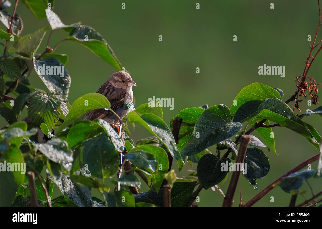 One female house sparrow with food in its beak between  wet branches on sunrise Stock Photo