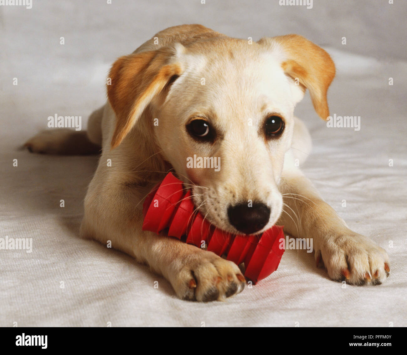 Young Labrador Retriever (Canis familiaris) chewing on teethcleaning
