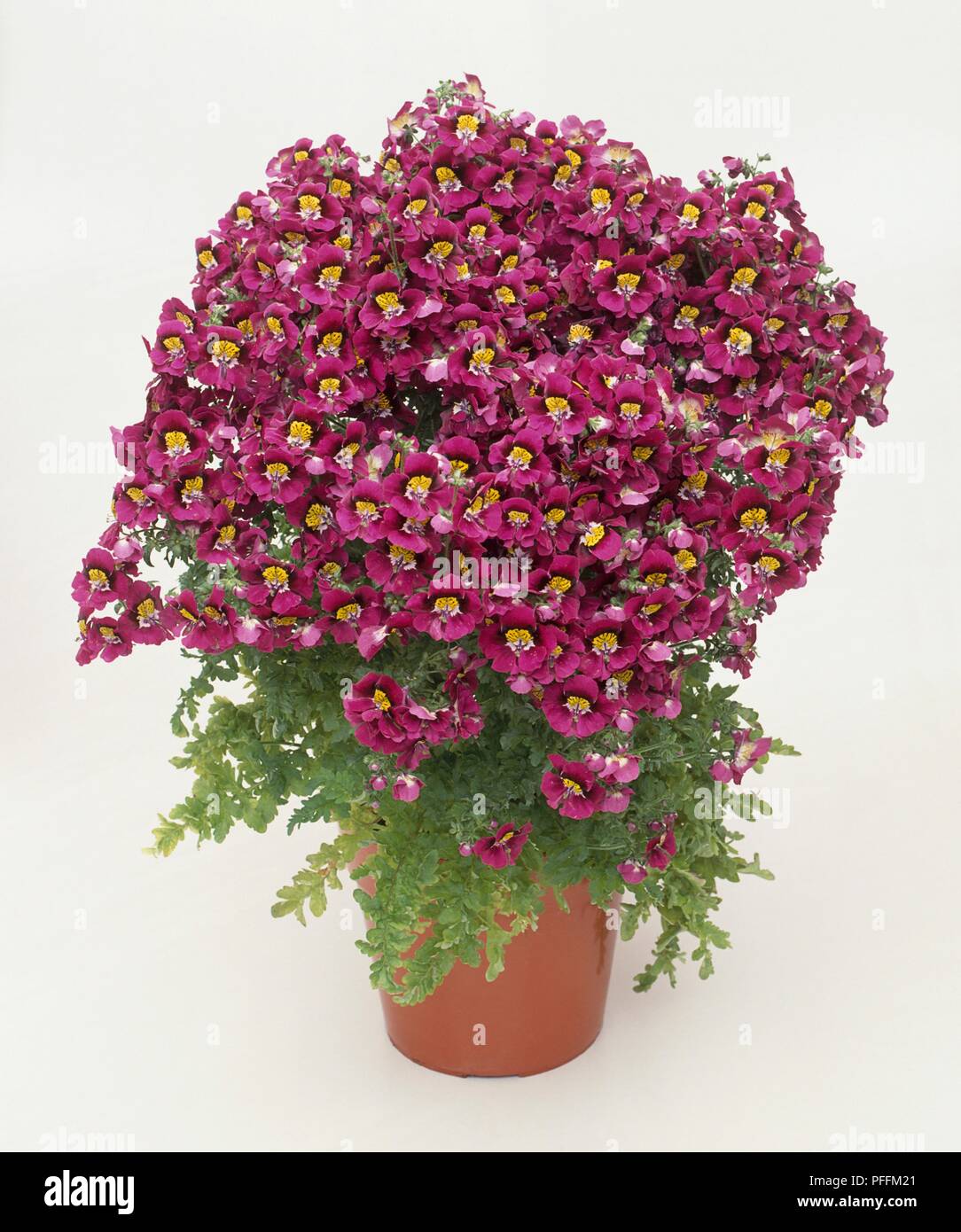 Schizanthus plant in full bloom, in pot Stock Photo