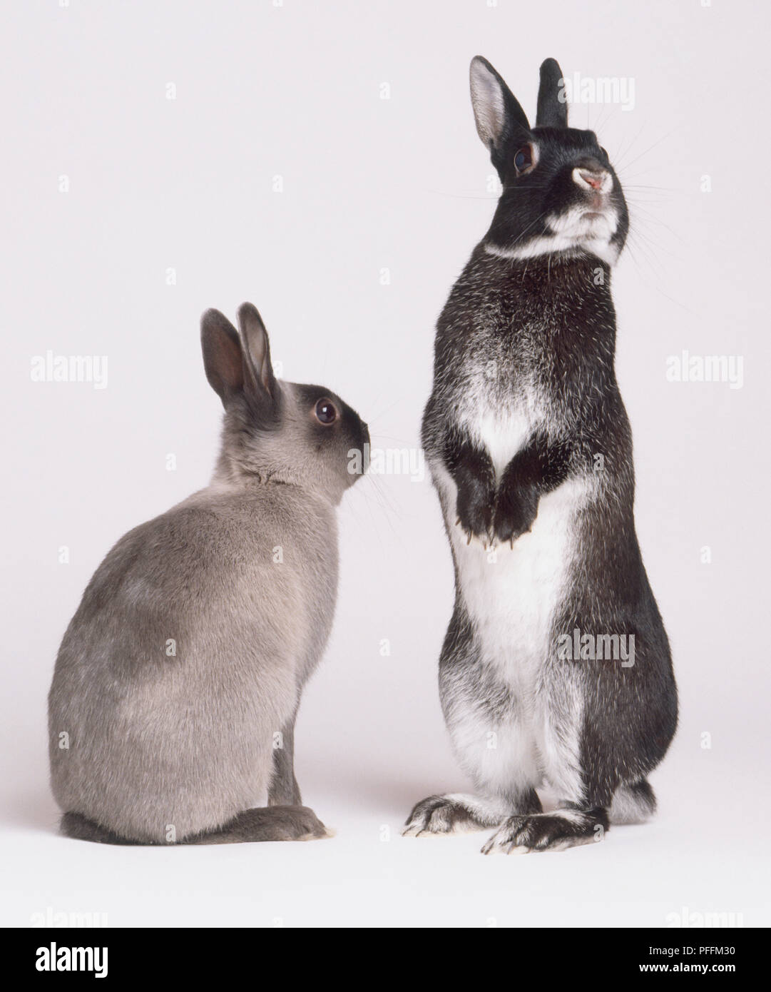 Two Rabbits (Oryctolagus cuniculus), back view of seated grey rabbit, next to black and white rabbit standing on hind legs, facing away, front view. Stock Photo