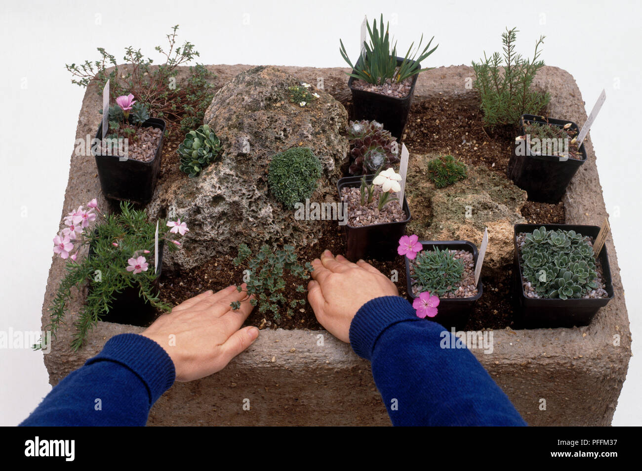 Hands shown planting alpines in trough, including Oxalis, Sempervivum, Saxifrage, Phlox, Helianthemum, Penstemon, close-up Stock Photo