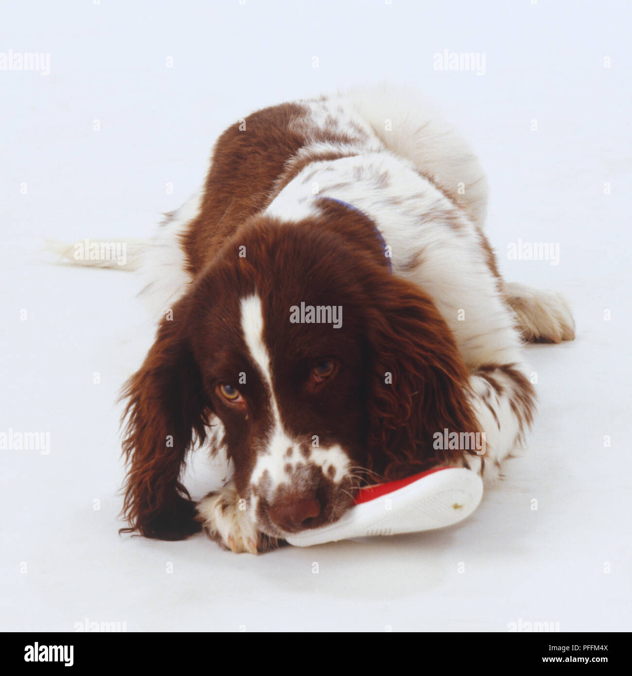 Brown and white spaniel lying down, chewing red and white slipper, front view. Stock Photo