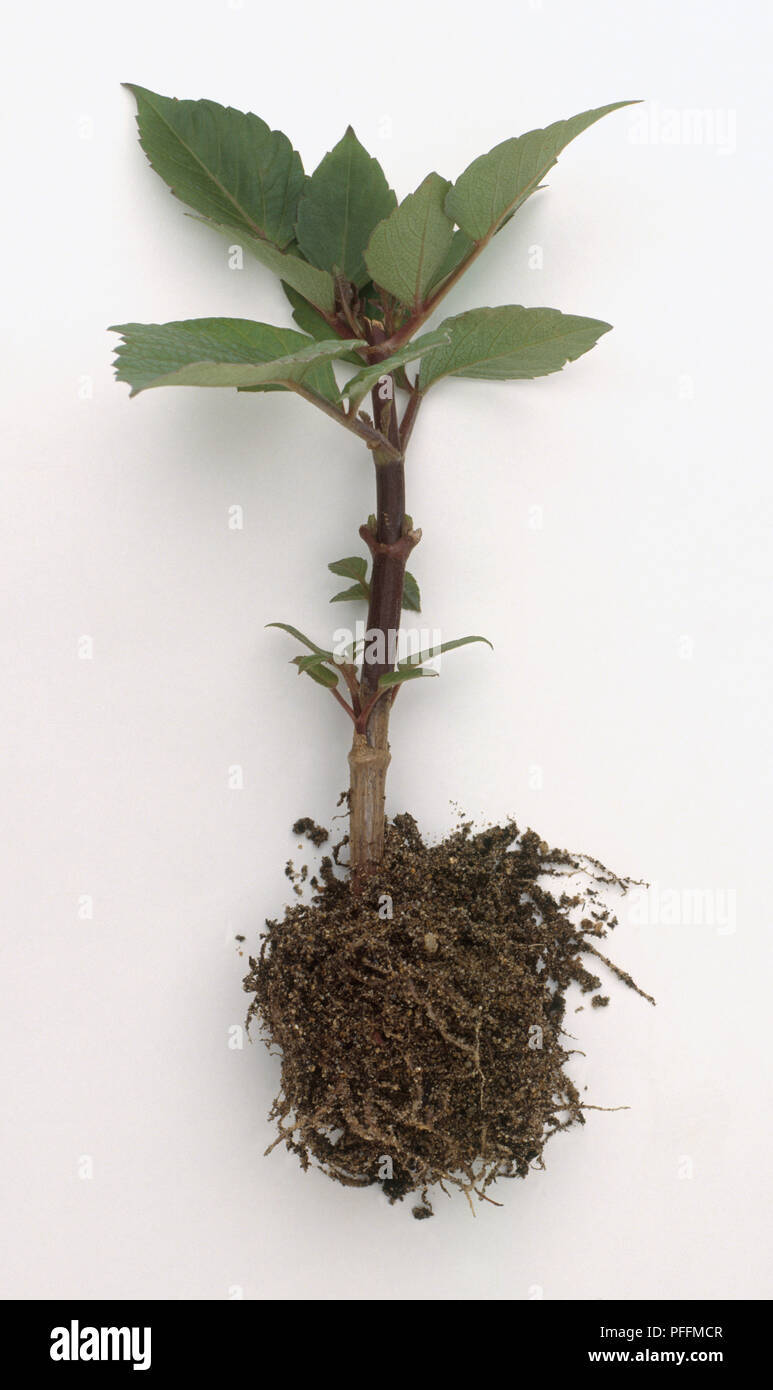 Dahlia root hi-res stock photography and images - Alamy