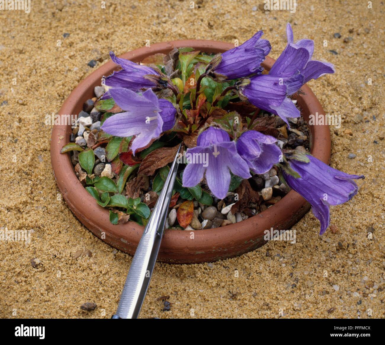 Using tweezers to remove withered leaves from Campanula pilosa plant, potted in a sand bed Stock Photo