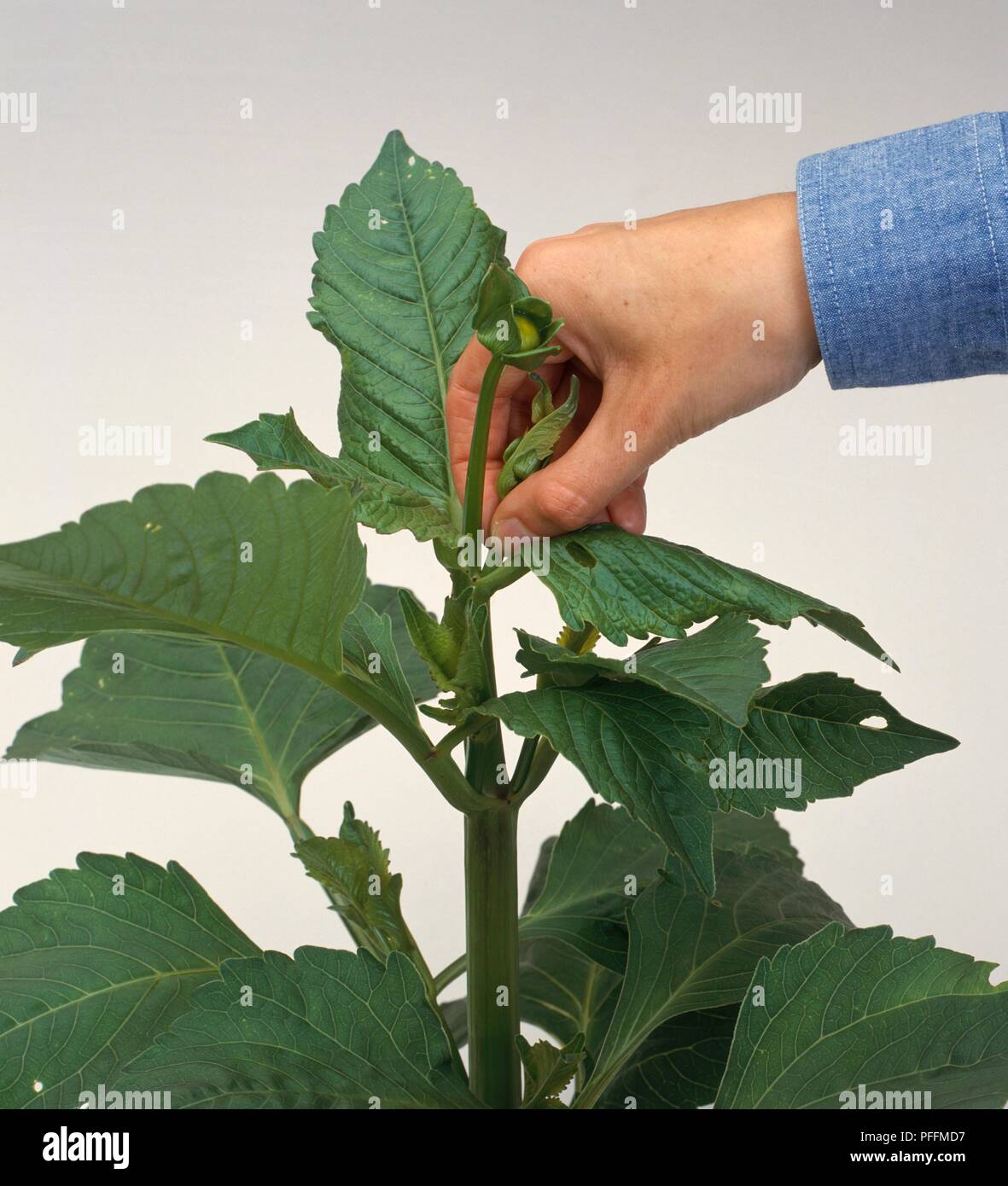 Hand pinching out (disbudding) the side buds below the terminal bud on