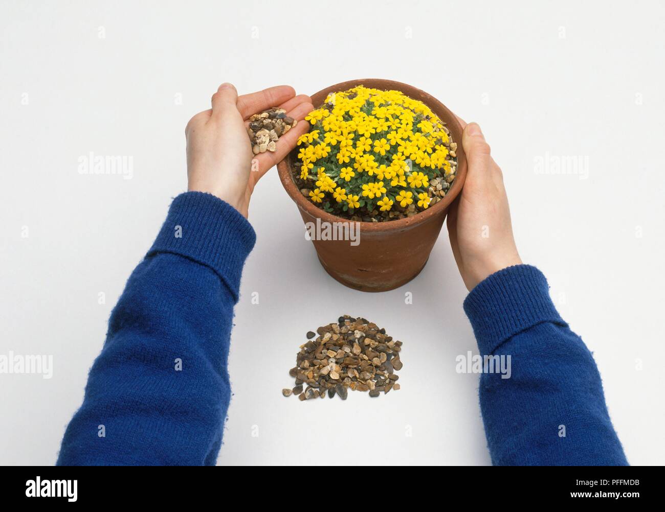 Potting Dionysia aretioides plant, adding gravel top-dressing, close-up Stock Photo