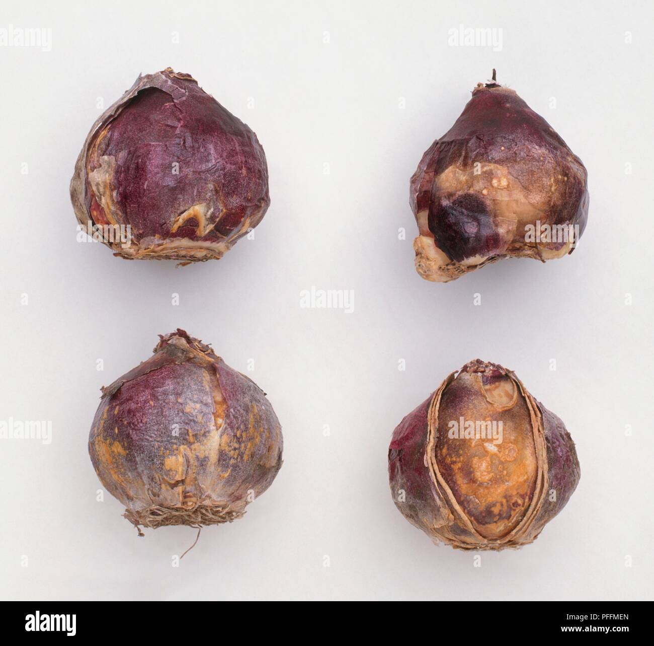 Damaged and diseased hyacinth bulbs Stock Photo