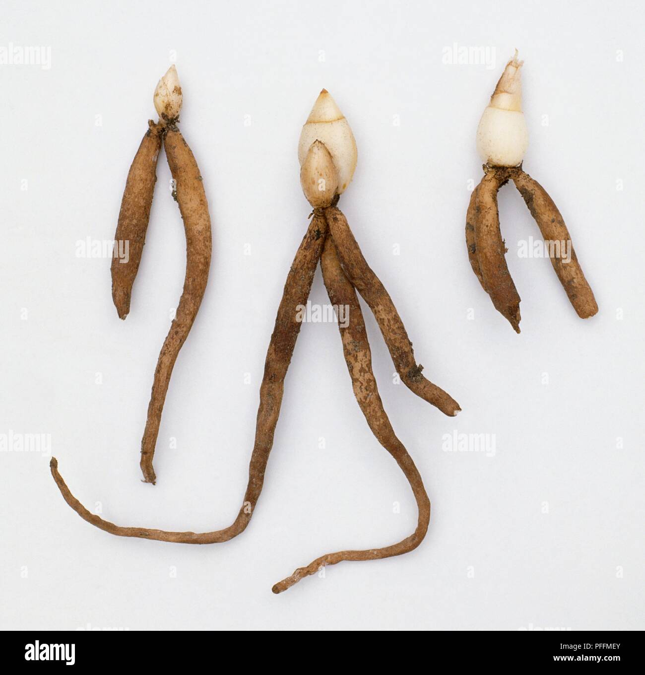 Three tubers from Iris aucheri Stock Photo