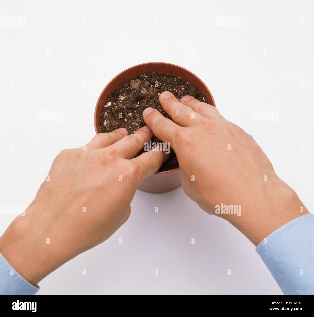 Hands covering daffodil bulbs in pot with potting compost, closeups