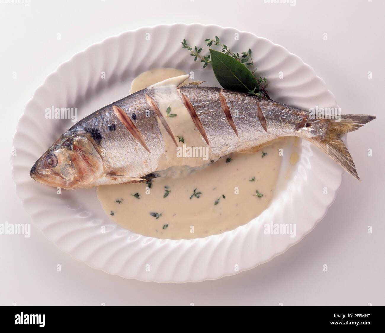 Fish shad food hi-res stock photography and images - Alamy