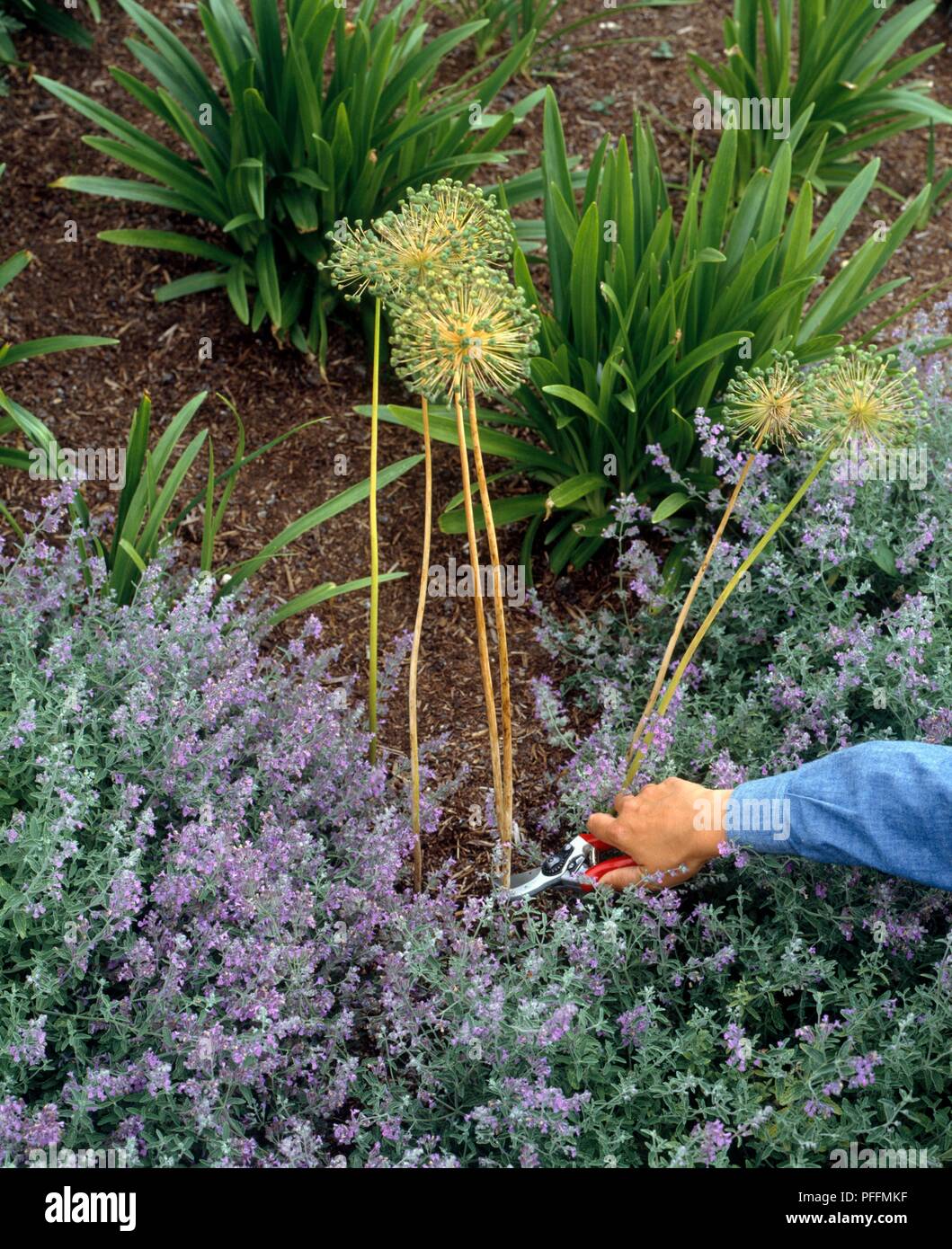 Cutting down dead flower stems of Alliums to ground level (dead-heading) Stock Photo