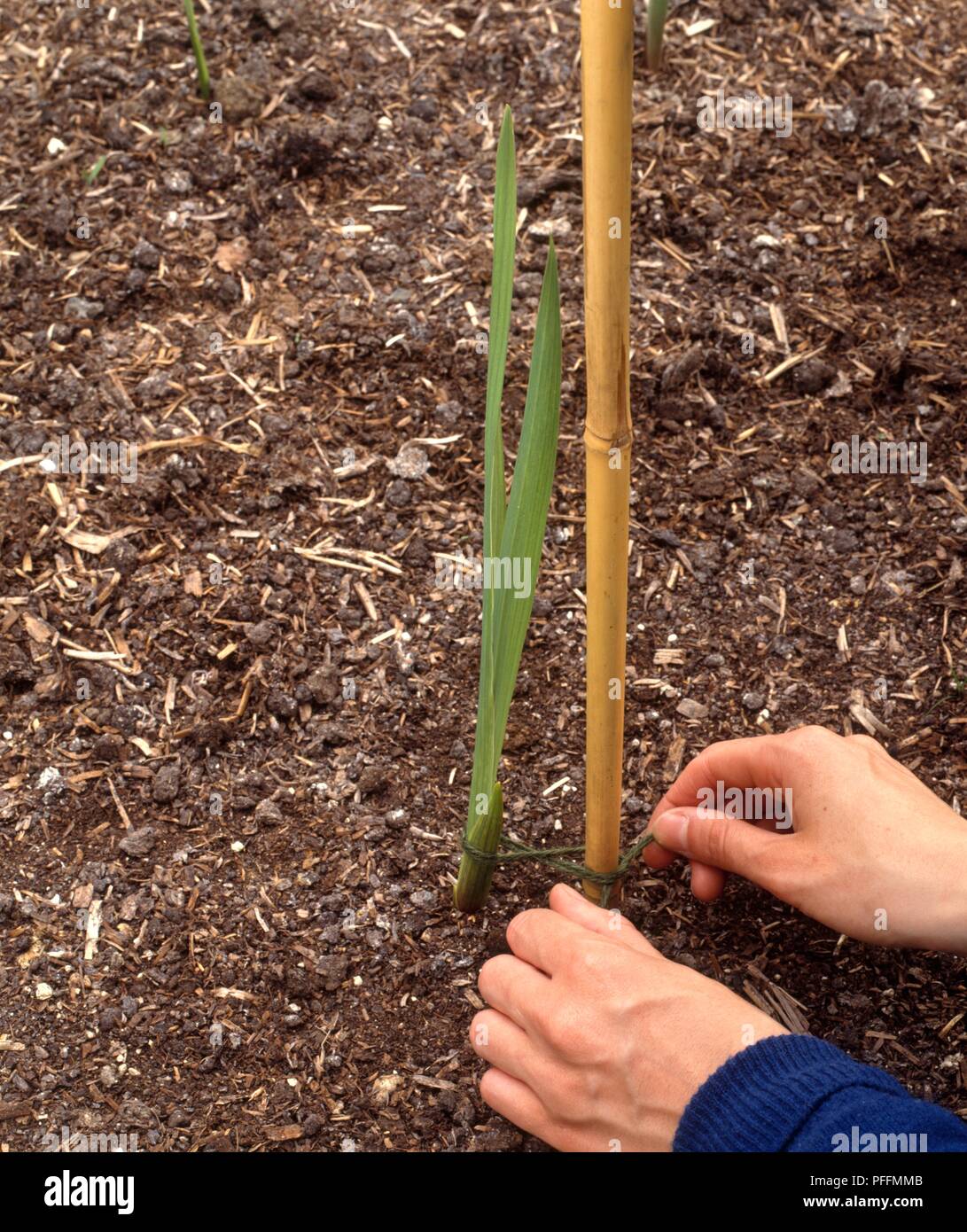 Man tying young plant to bamboo stick in soil Stock Photo Alamy