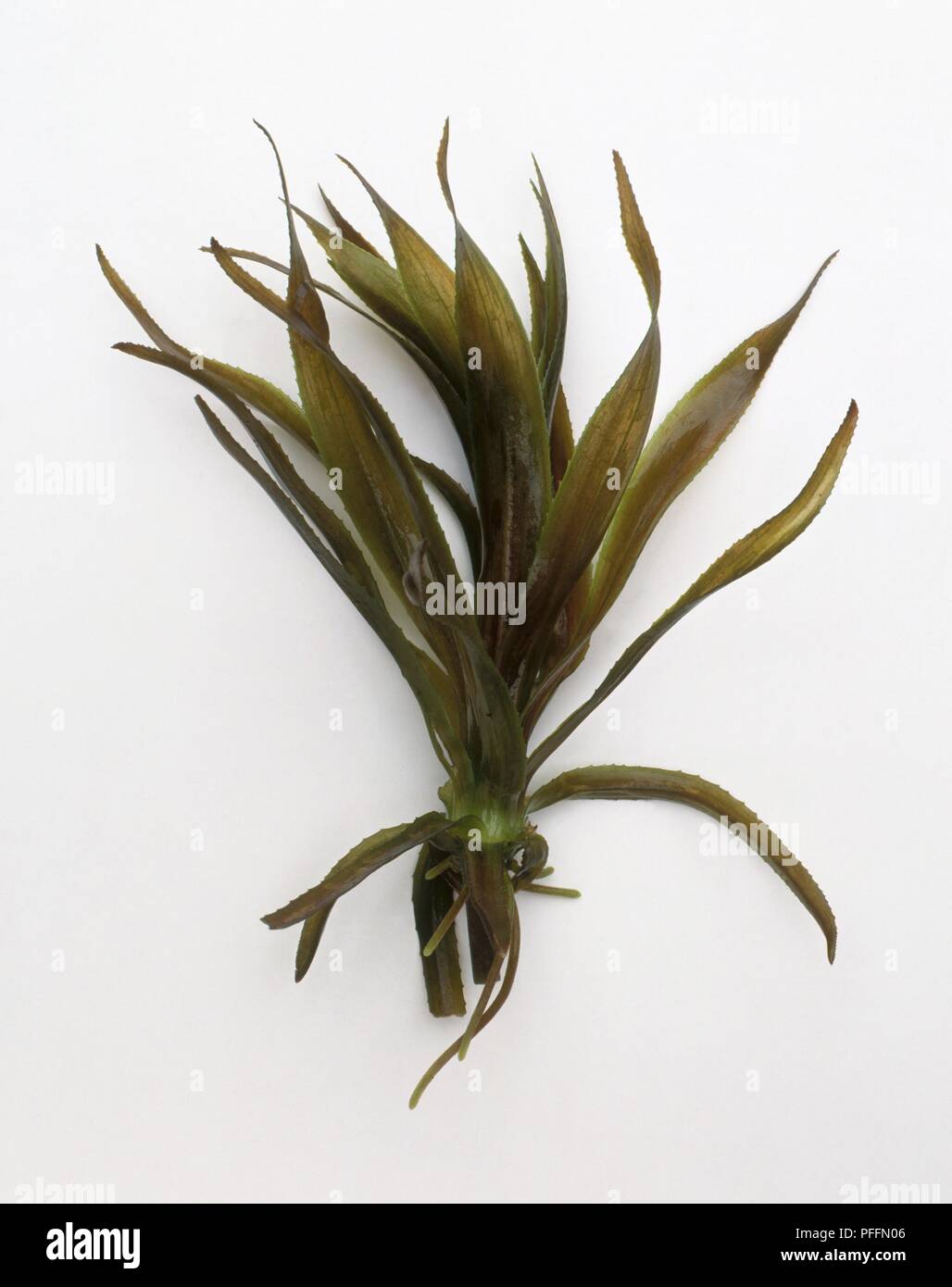 Stratiotes aloides (Water soldier) showing healthy leaves Stock Photo