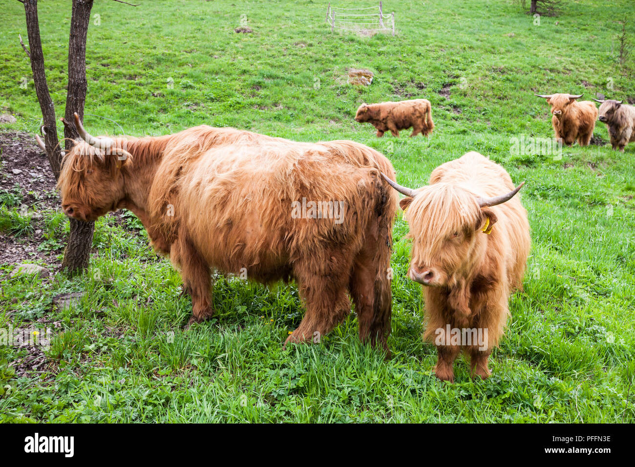 Brown highland cow in Isle of Skye, Scotland Stock Photo - Alamy