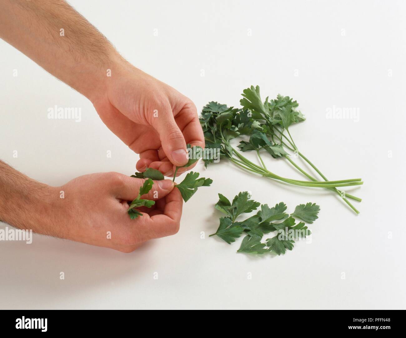 Removing parsley leaves from stems Stock Photo Alamy
