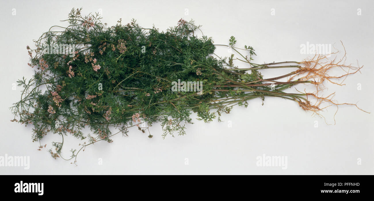 Cuminum cyminum (Cumin), stems with leaves and roots attached, close-up Stock Photo