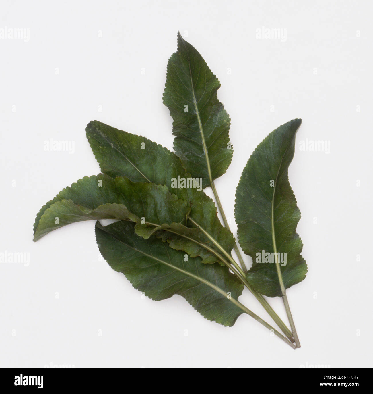Tanacetum balsamita hi-res stock photography and images - Alamy