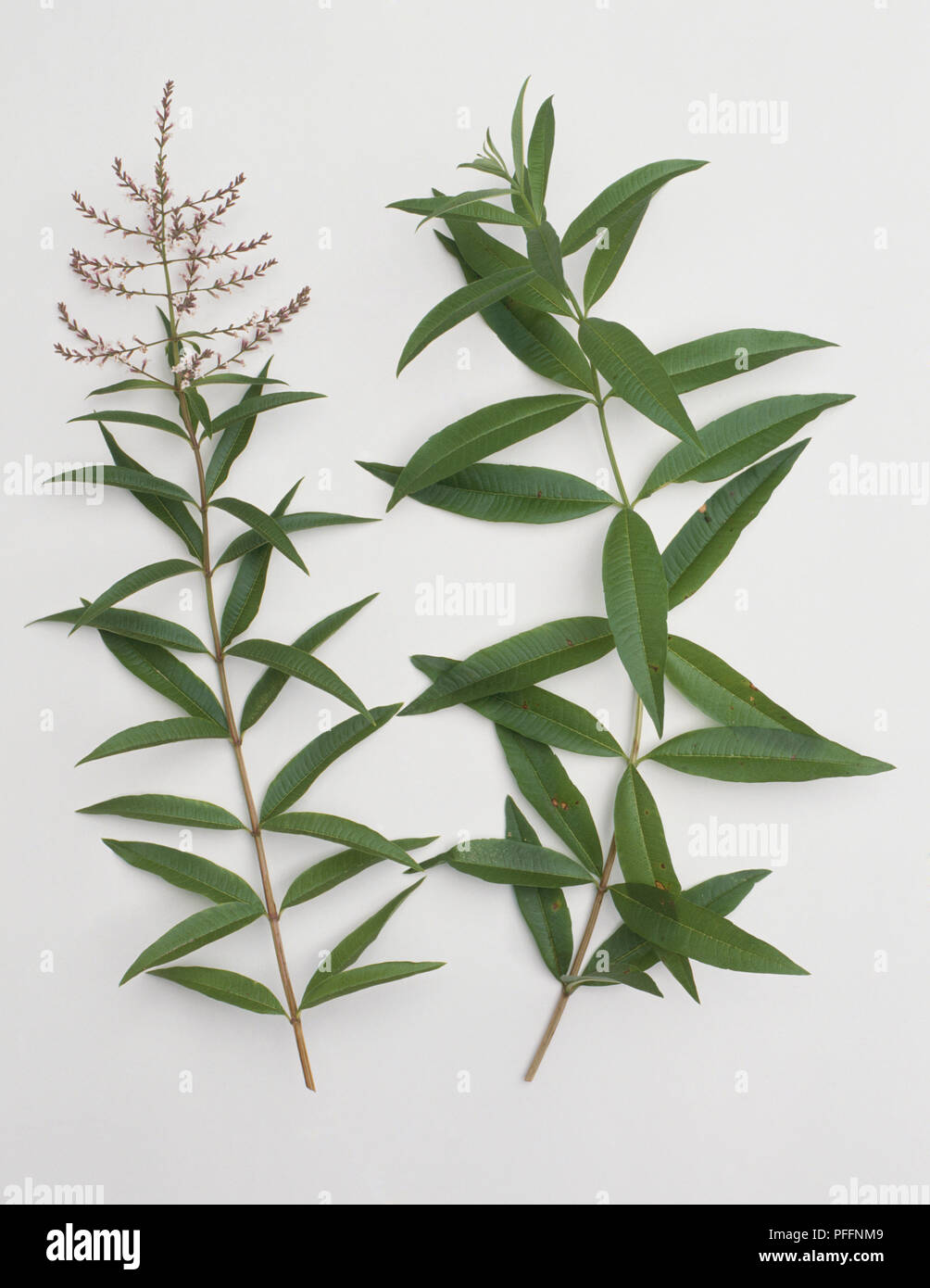 Aloysia triphylla (Lemon verbena), flowering stem and stem with leaves Stock Photo