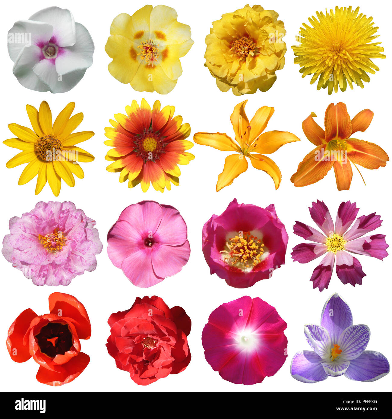 collection of flowers isolated on white background Stock Photo - Alamy